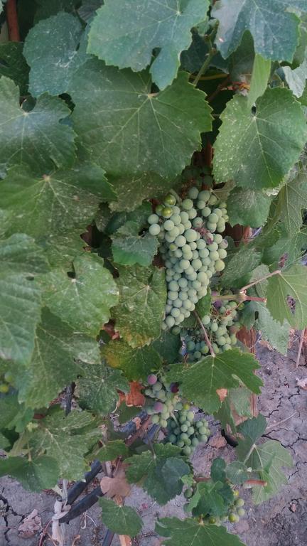 Terras - Agroturismo & Vinhos باجة المظهر الخارجي الصورة